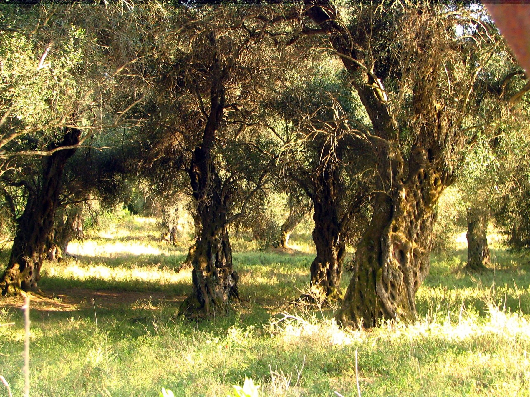 Olive grove